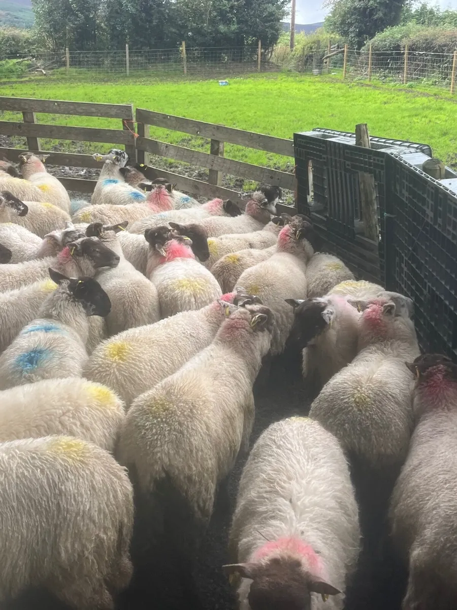 80 Suffolk cross ewe lambs - Image 4