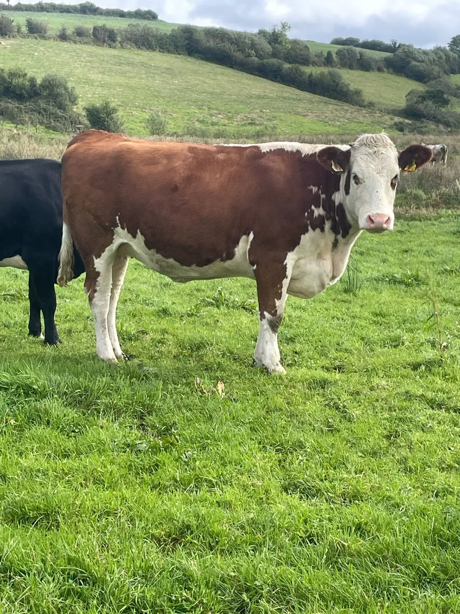 5⭐️star genotyped Incalf Simmental heifer - Image 1