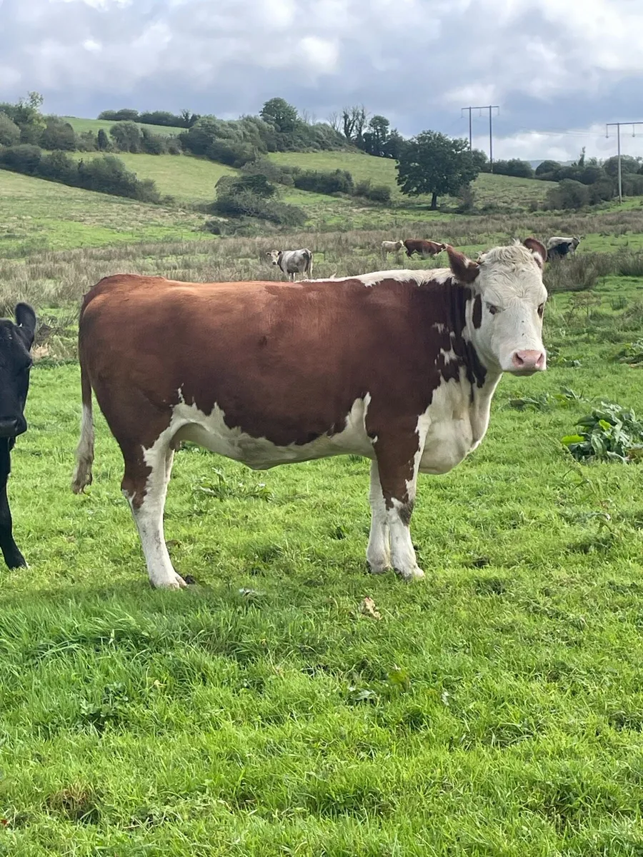 5⭐️star genotyped Incalf Simmental heifer - Image 3