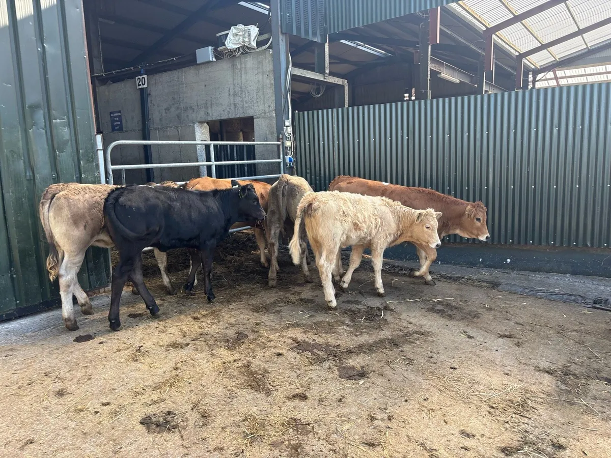 8 super suckler bred continental heifers - Image 3