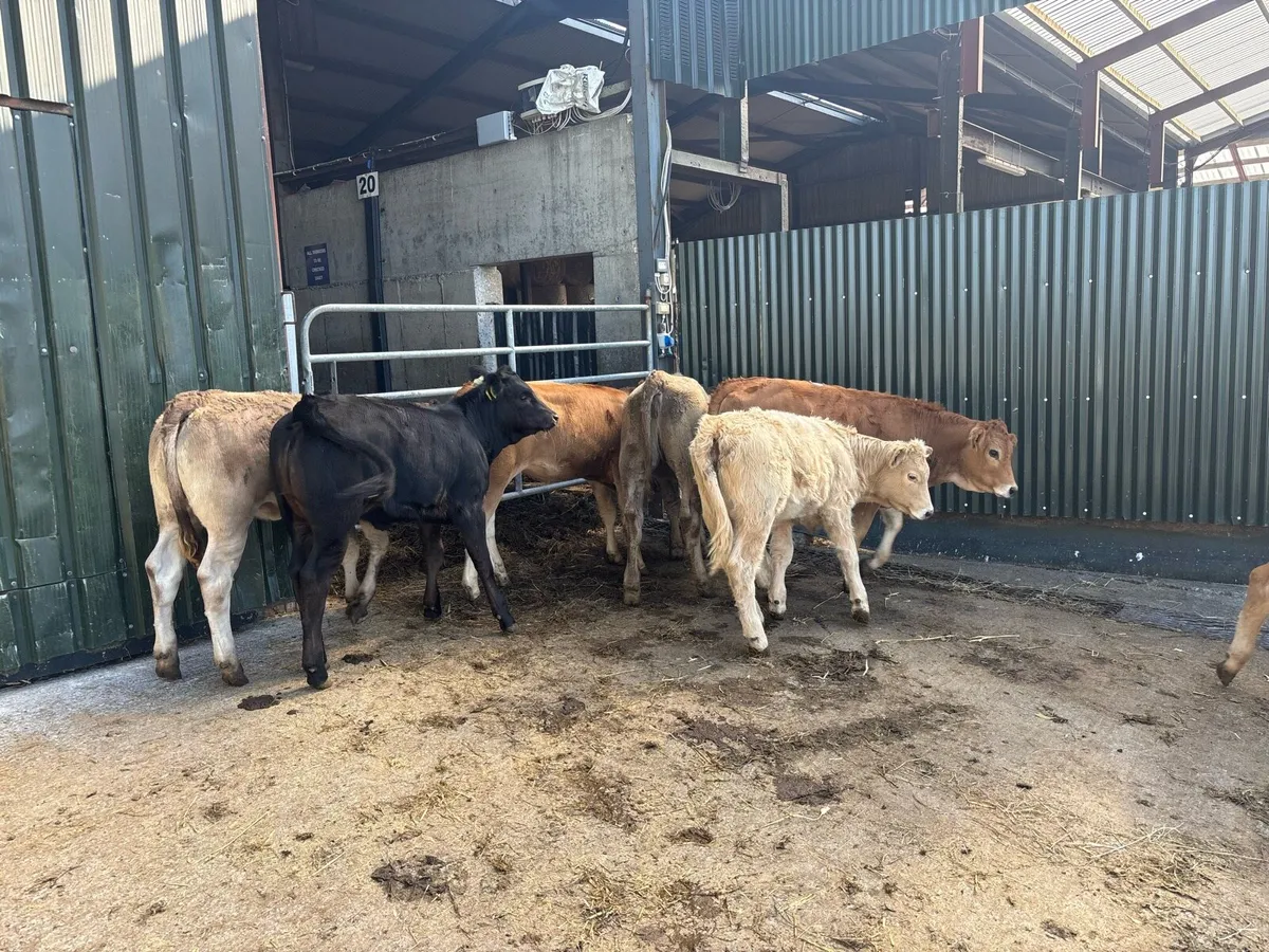 8 super suckler bred continental heifers - Image 4