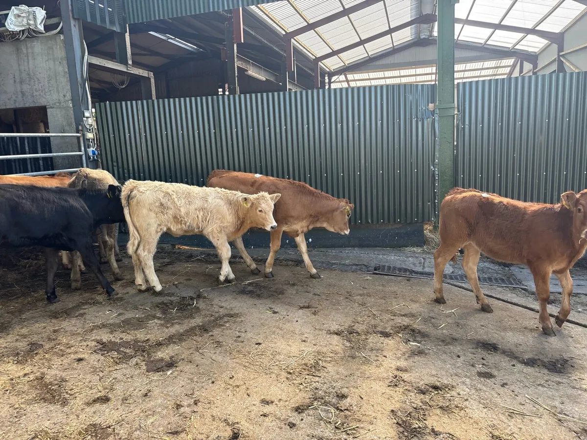 8 super suckler bred continental heifers - Image 1