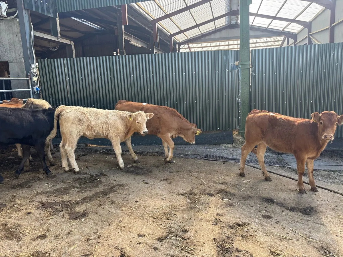 8 super suckler bred continental heifers - Image 2