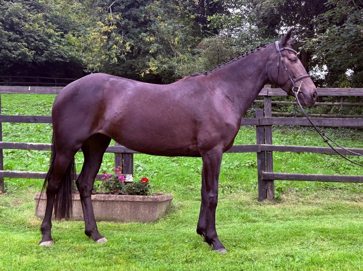 Pony - Image 4