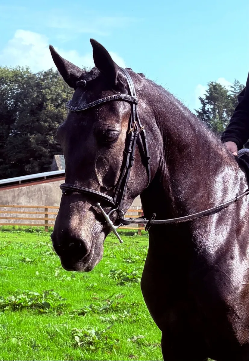 Pony - Image 2