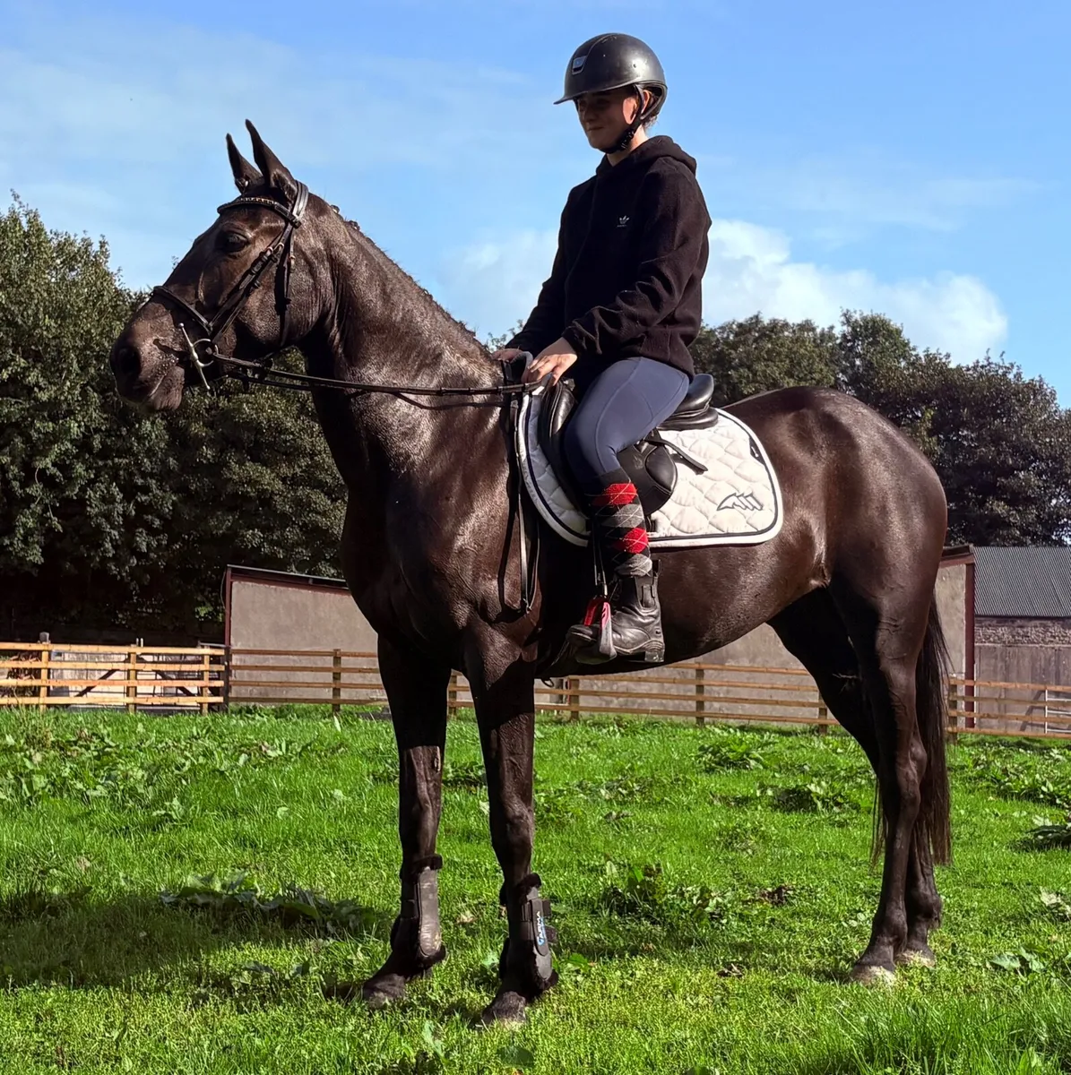 Pony - Image 3