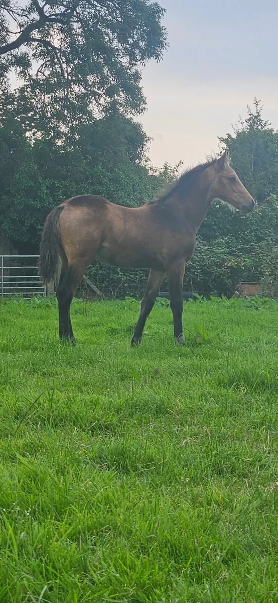 Connemara Colt foal - Image 1