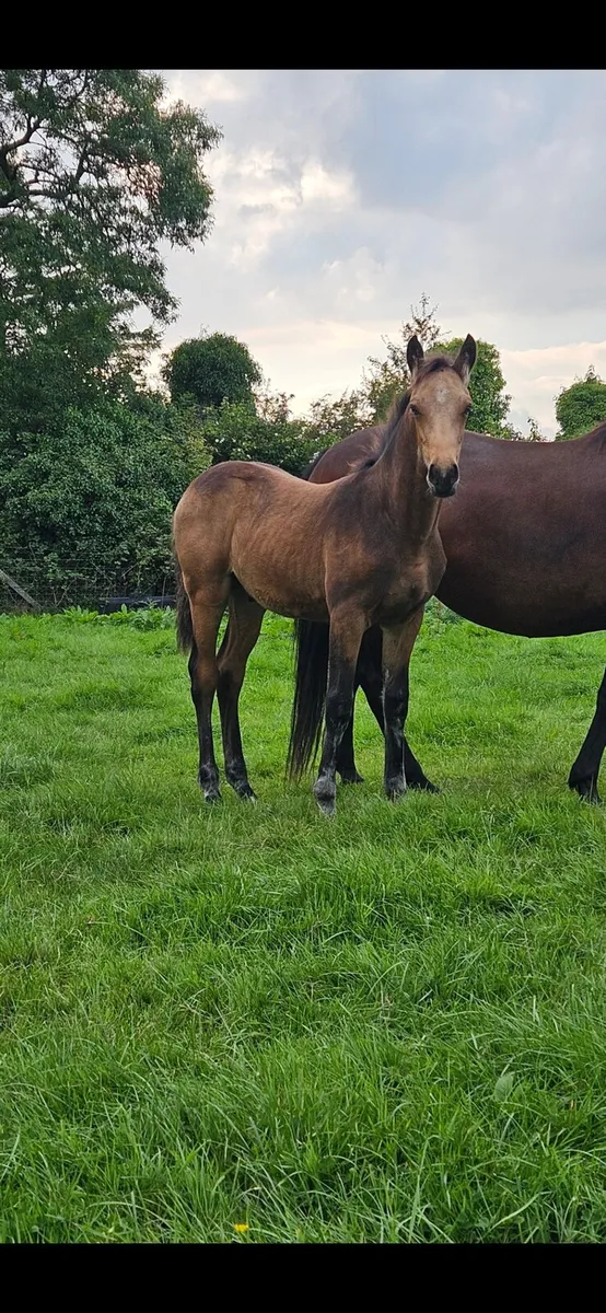 Connemara Colt foal - Image 2