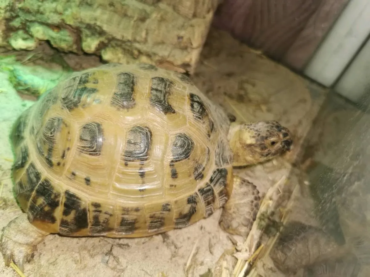 Tortoise & Turtle - Image 2