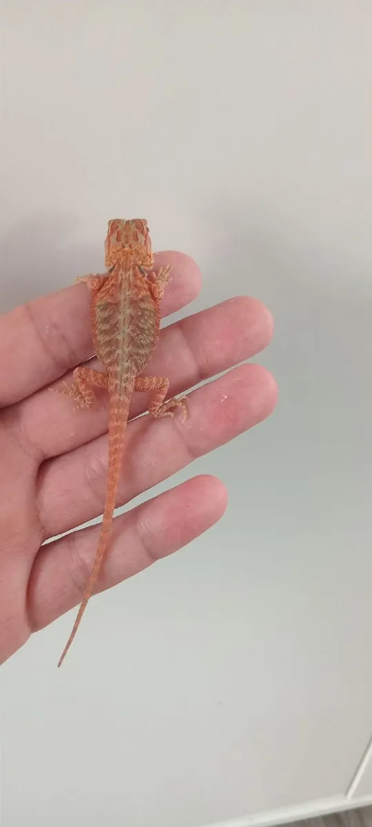 Bearded dragons red monsters & corals - Image 3