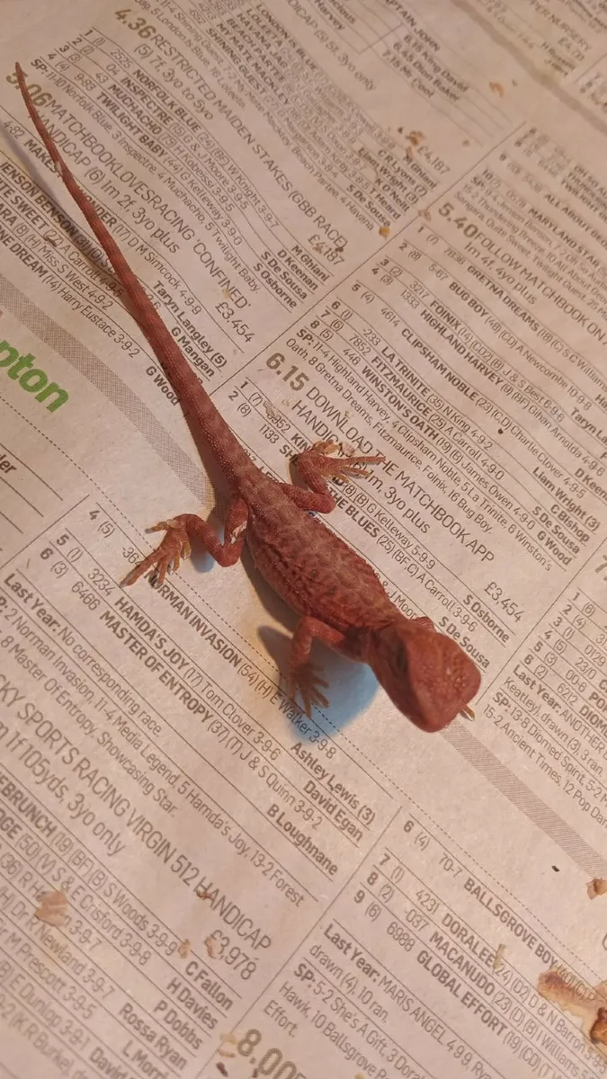 Bearded dragons red monsters & corals - Image 2
