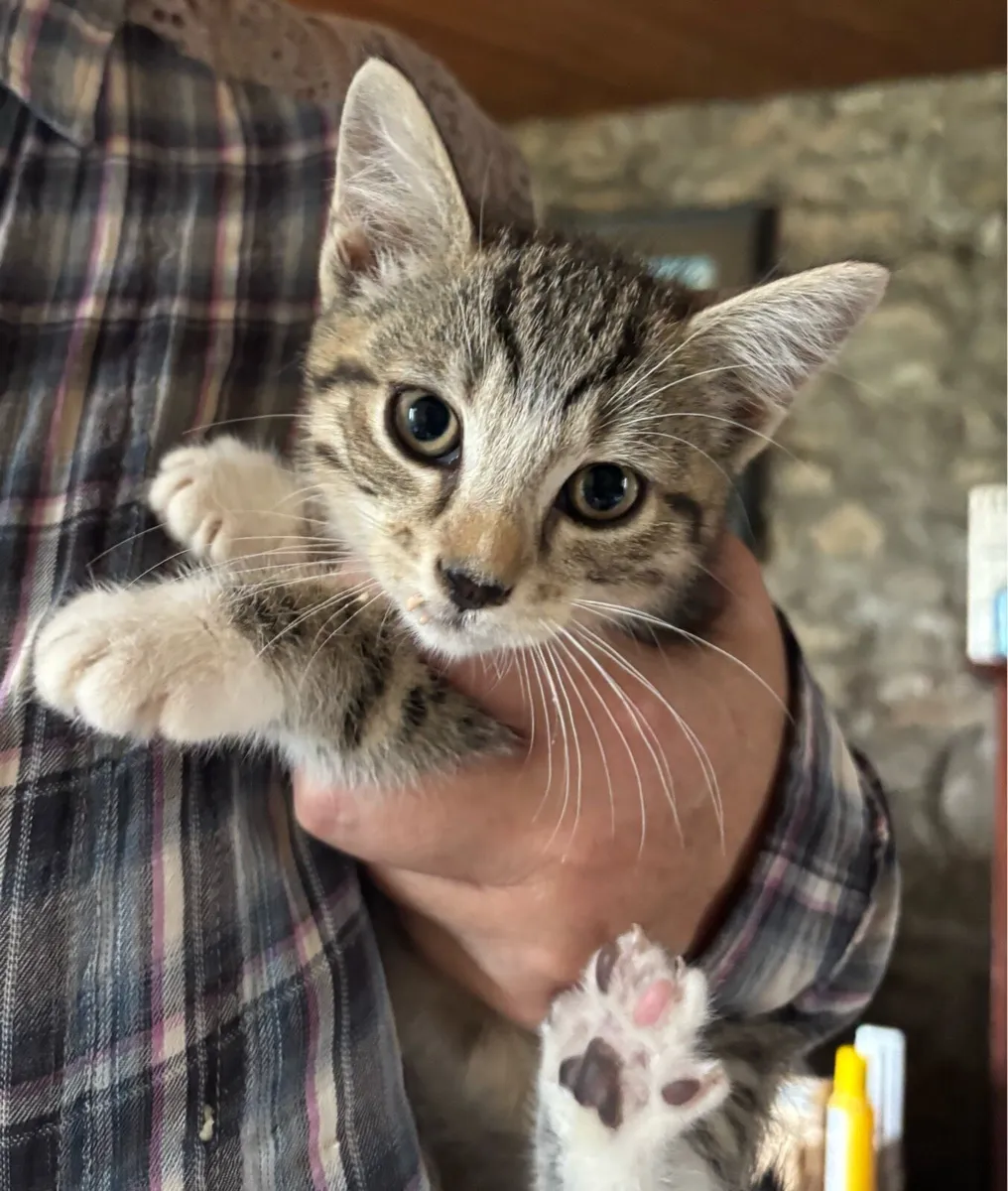 Kid friendly Main coon cross kittens - Image 1