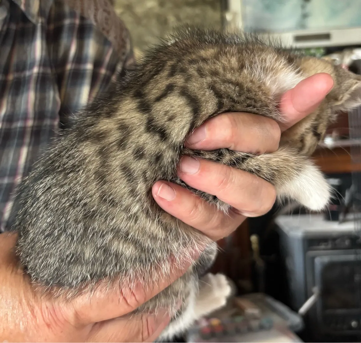 Kid friendly Main coon cross kittens - Image 2