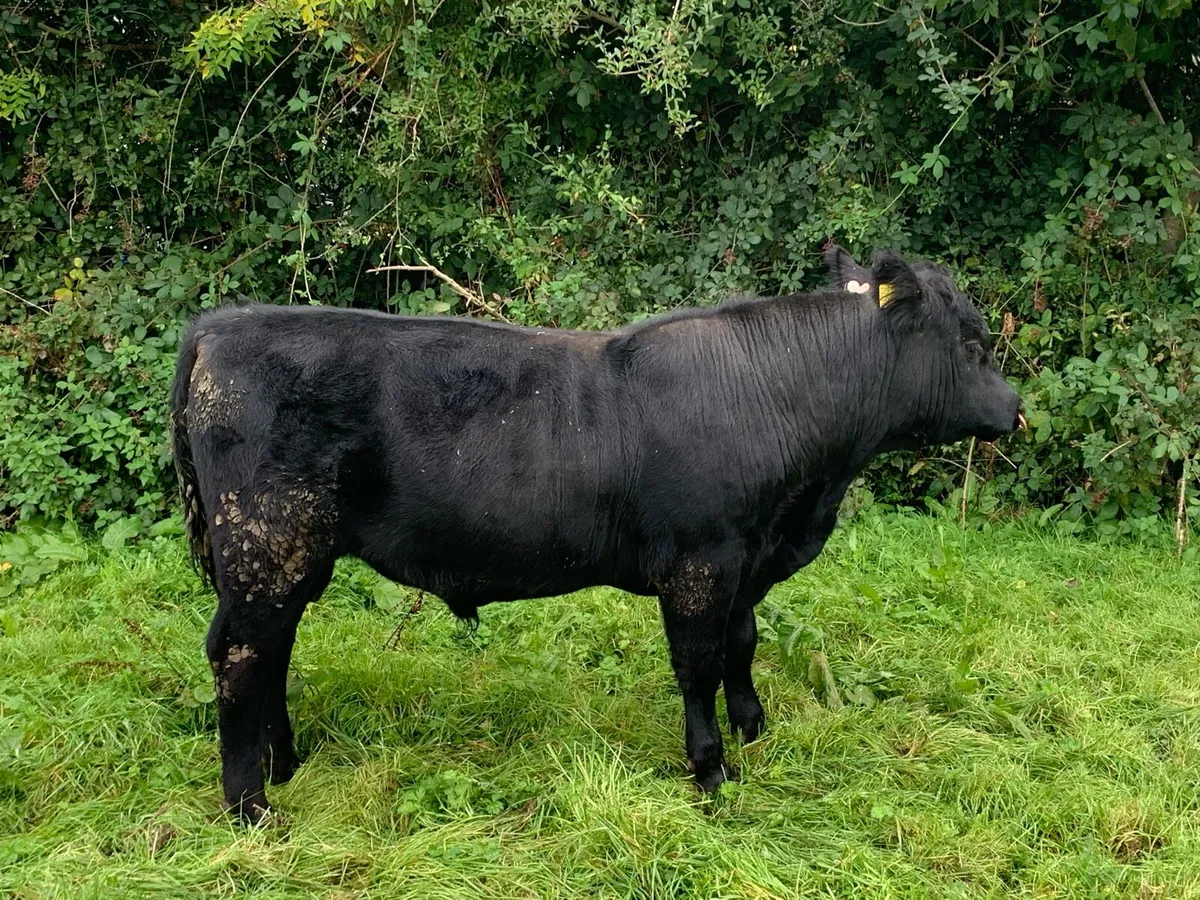 Pedigree Angus bull - Image 4