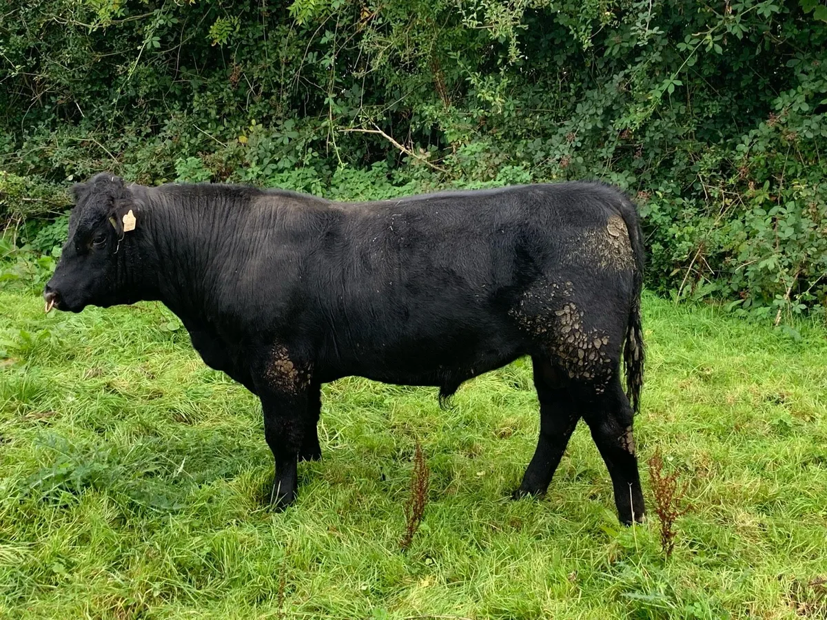 Pedigree Angus bull - Image 1