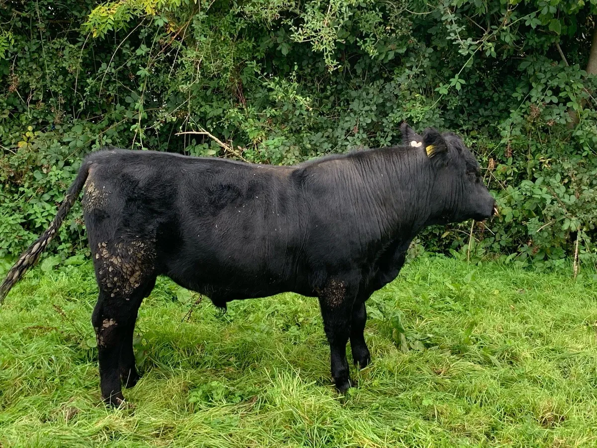 Pedigree Angus bull - Image 2