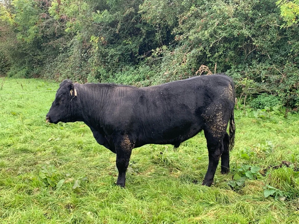 Pedigree Angus bull - Image 3