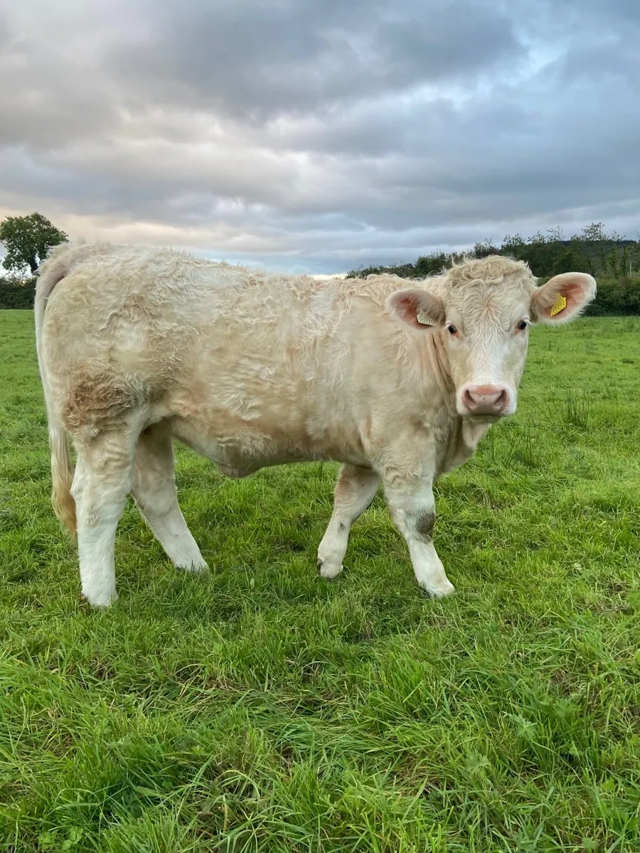Quality CHX Heifers Mohill Mart Saturday 26th Sept - Image 1