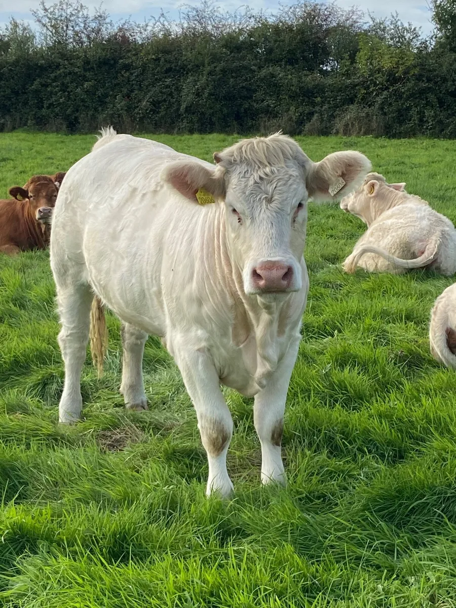 Quality CHX Heifers Mohill Mart Saturday 26th Sept - Image 2