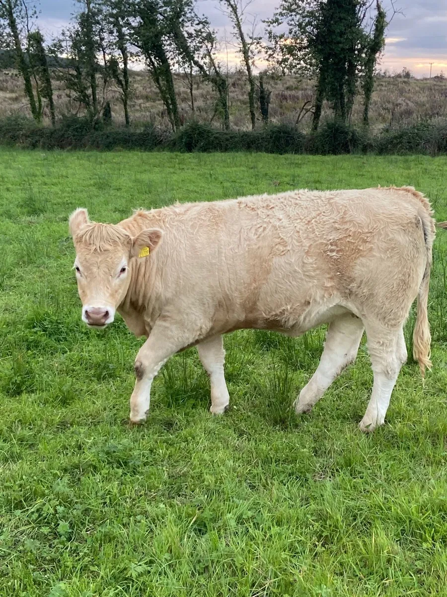 Quality CHX Heifers Mohill Mart Saturday 26th Sept - Image 3