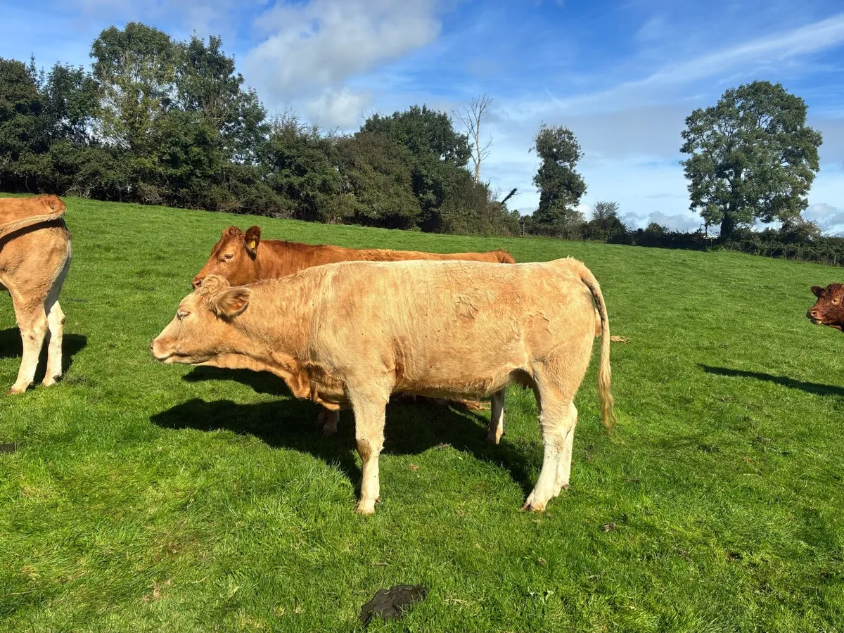 Synchronised in calf heifers - Image 2
