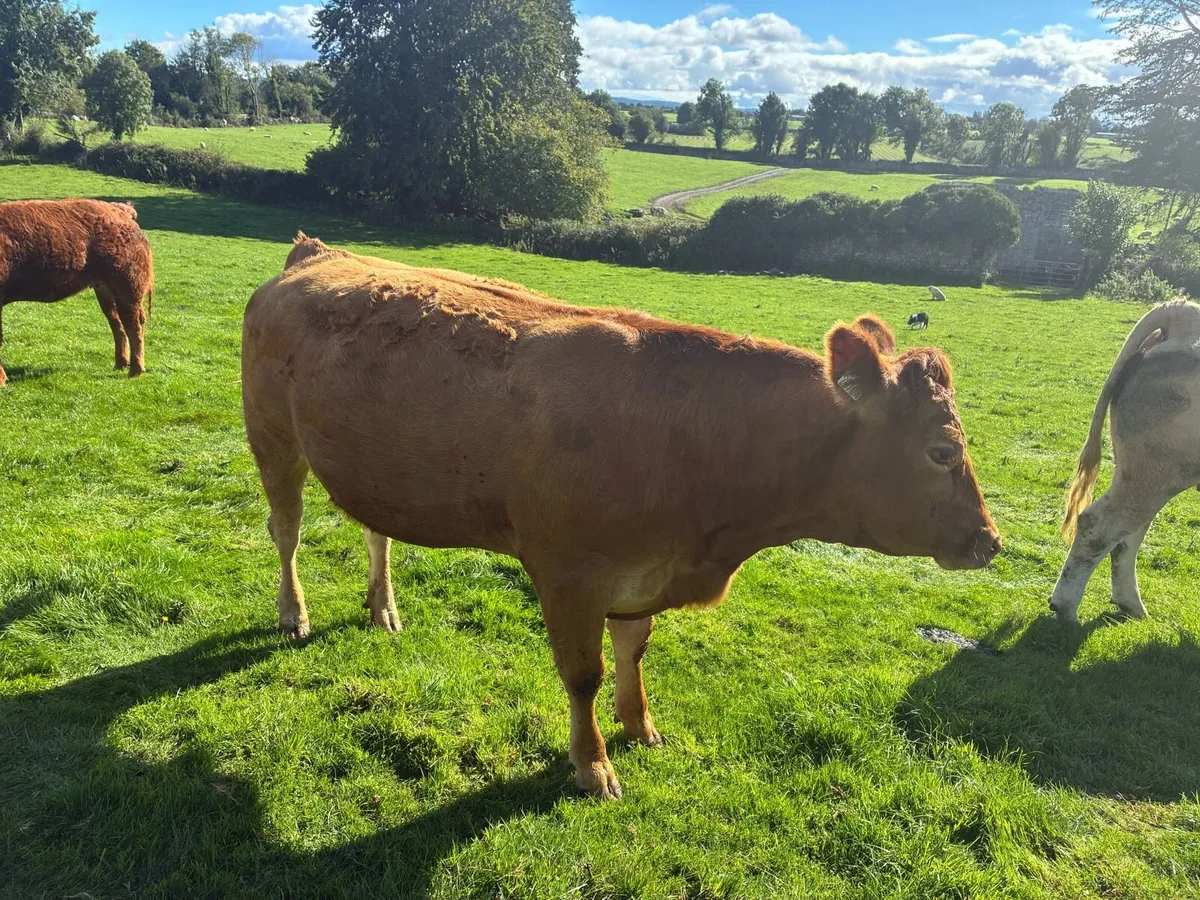 Synchronised in calf heifers - Image 4
