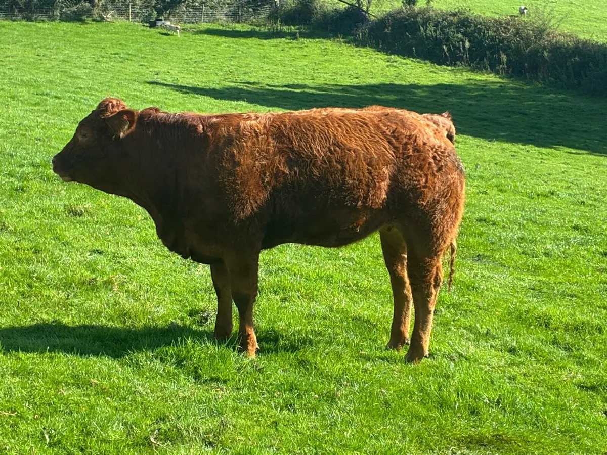 Synchronised in calf heifers - Image 3