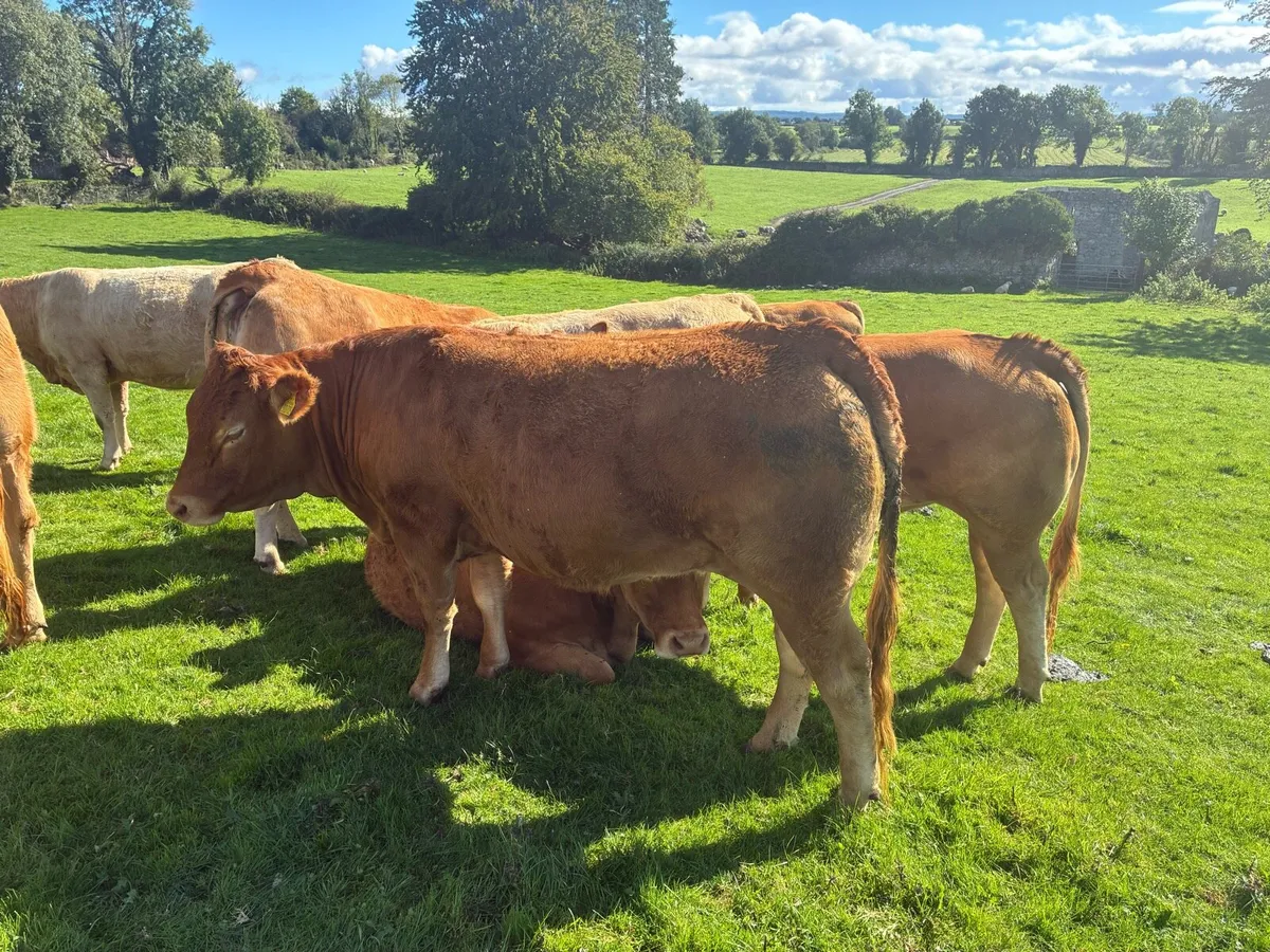 Springers for sale - Image 2