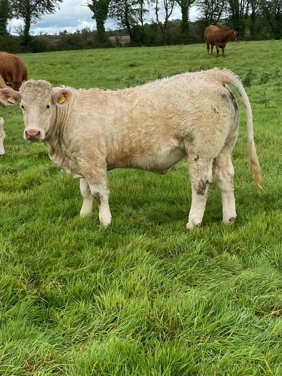 Quality CHX Heifers Mohill Mart Saturday 26th Sept - Image 4