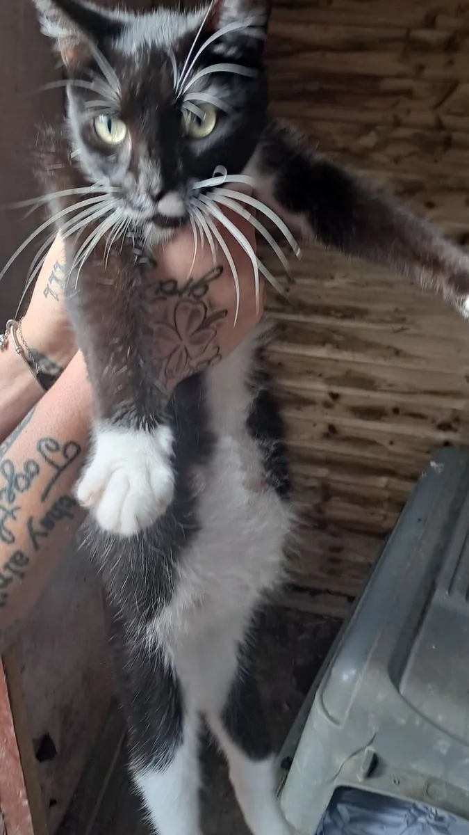 Cat &kittens