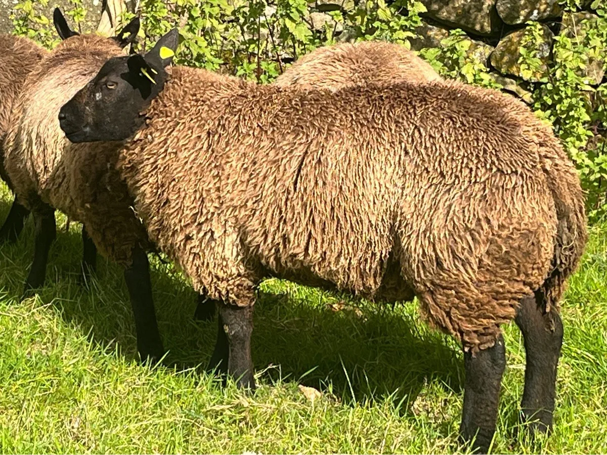 Blue Texel Ram Lambs - Image 1