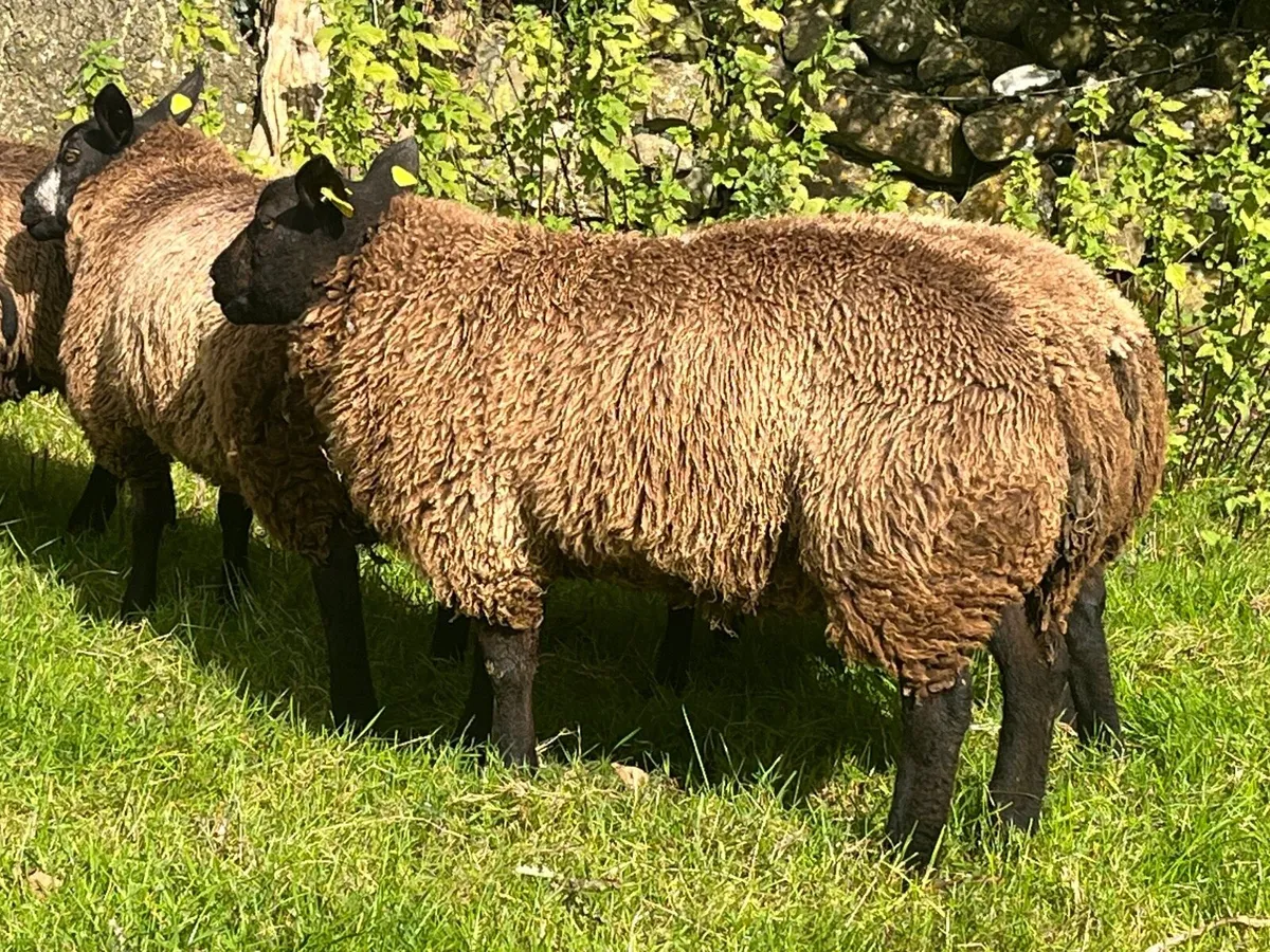 Blue Texel Ram Lambs - Image 2