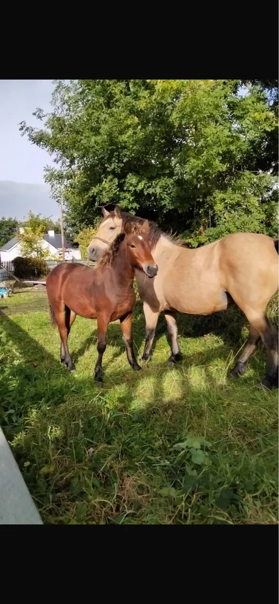 Quality Bay Colt Foal - Image 1