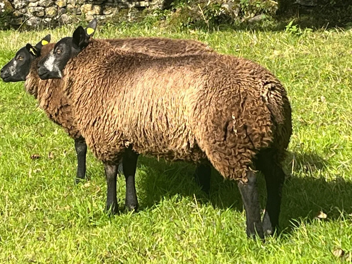 Blue Texel Ram Lambs - Image 3