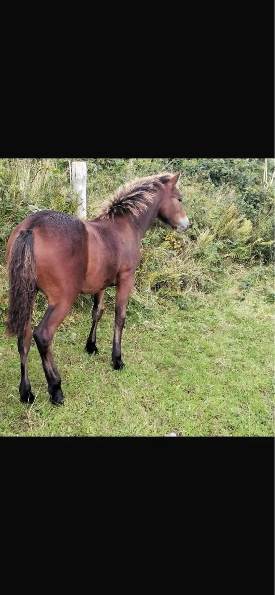 Quality Bay Colt Foal - Image 3
