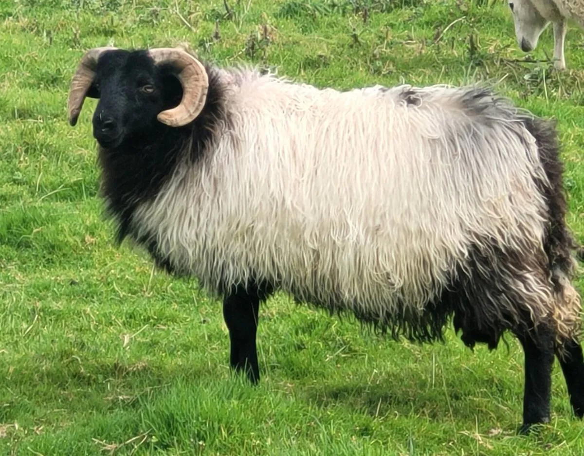 Mayo Blackface Ram Lambs and Hogget - Image 1