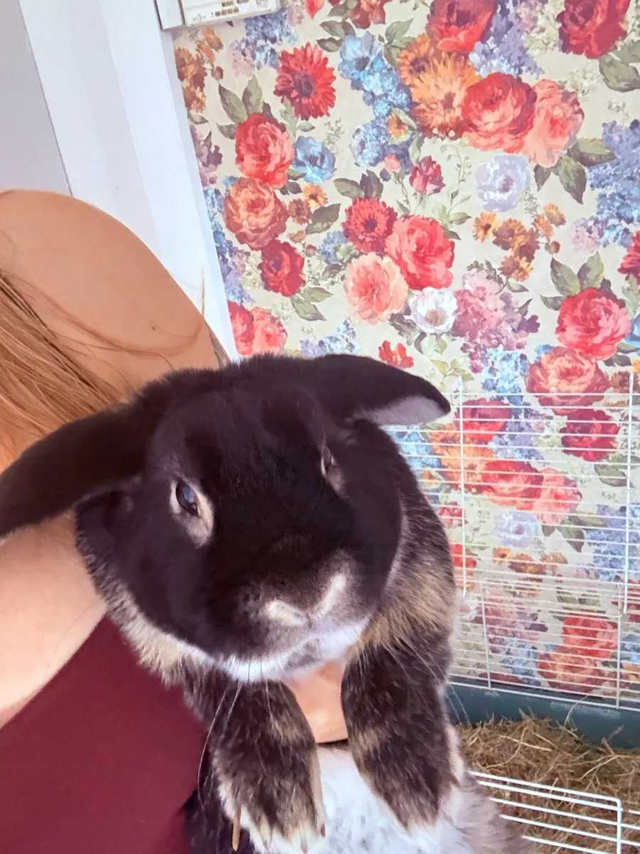 Rabbit and cage - Image 1
