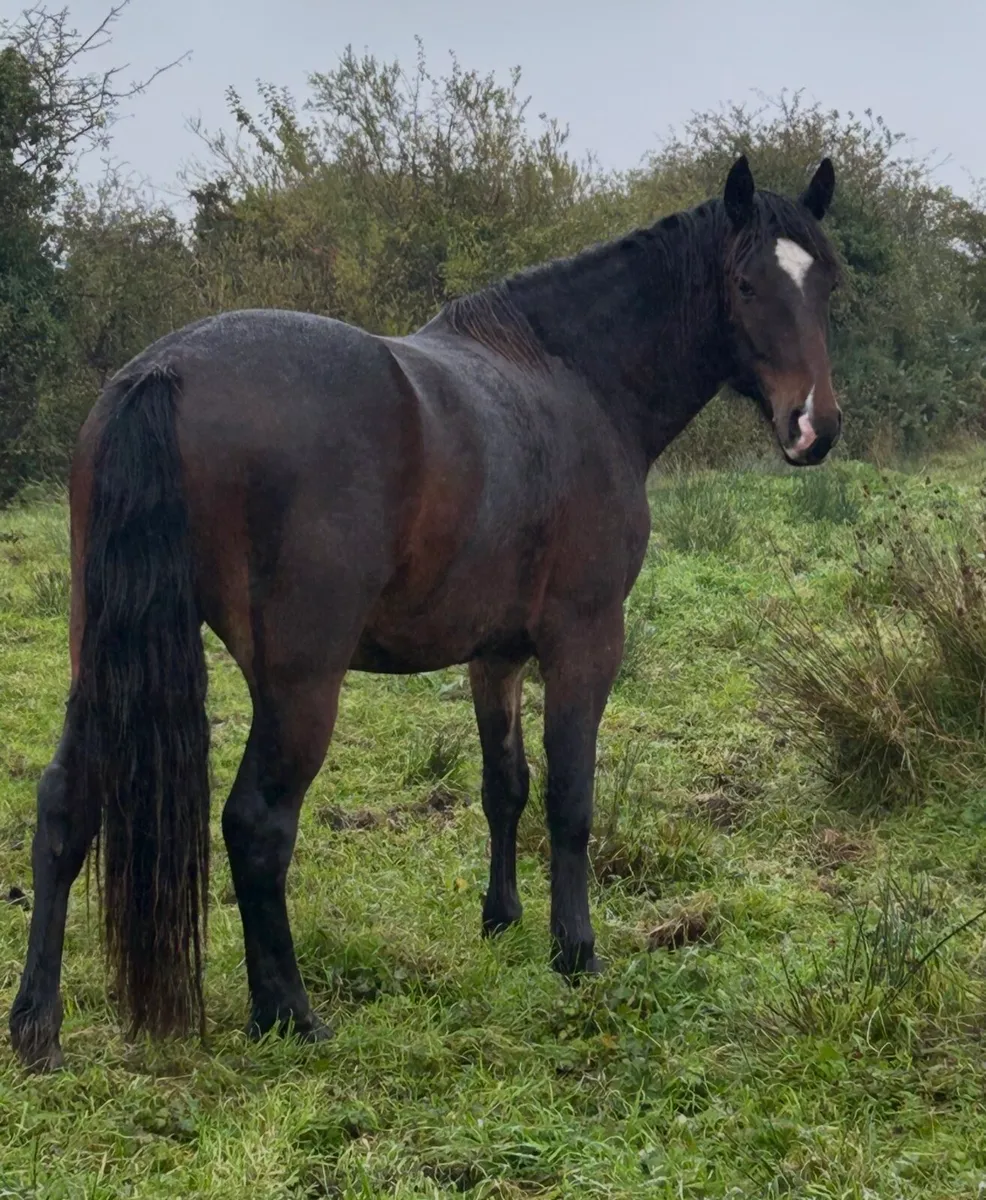 3 year cob x - Image 2