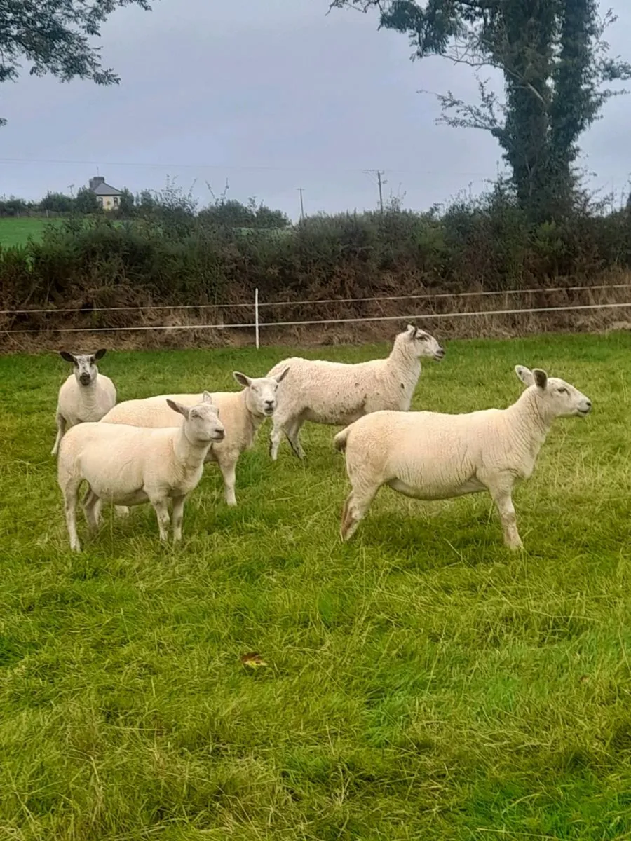 Ewe hogget’s - Image 1