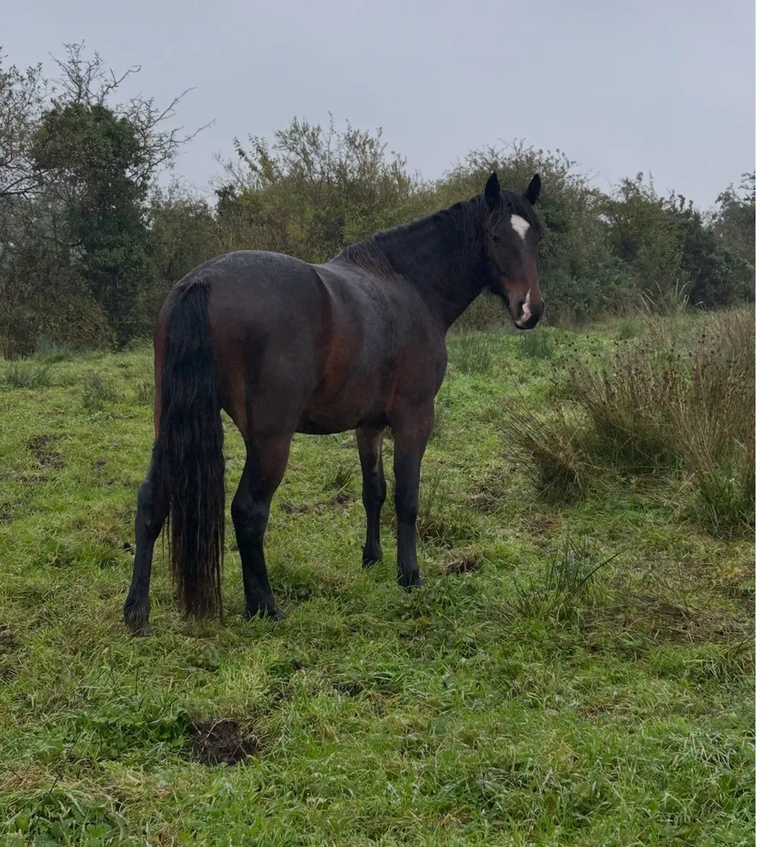 3 year cob x - Image 1
