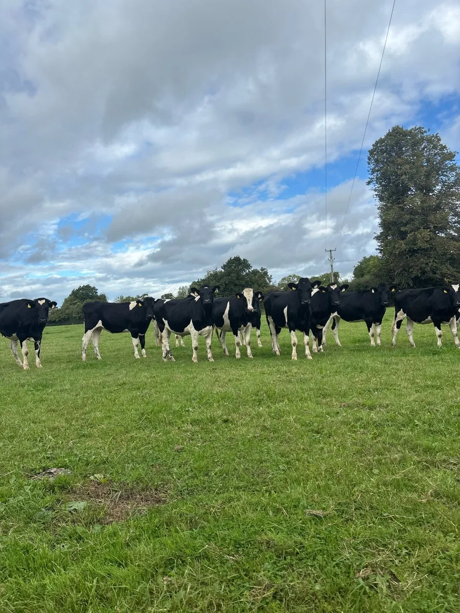 25 spring calving heifers for sale - Image 1