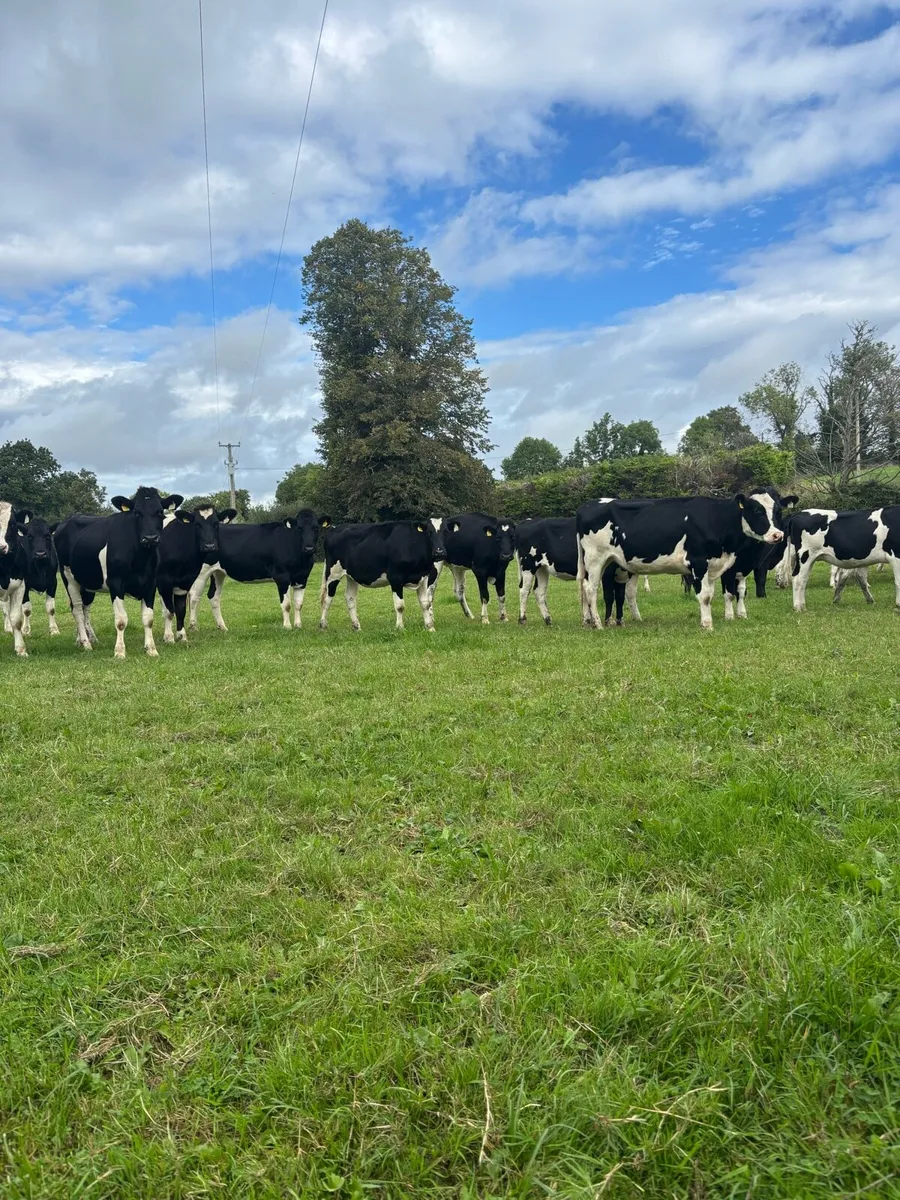 25 spring calving heifers for sale - Image 2