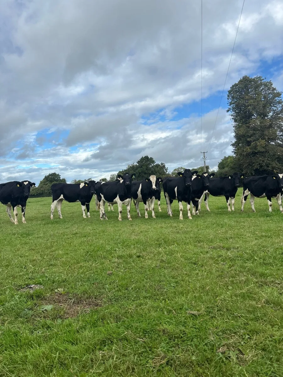 25 spring calving heifers for sale - Image 3