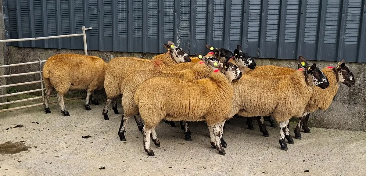 9 Breeding Ewe Lambs - Image 2