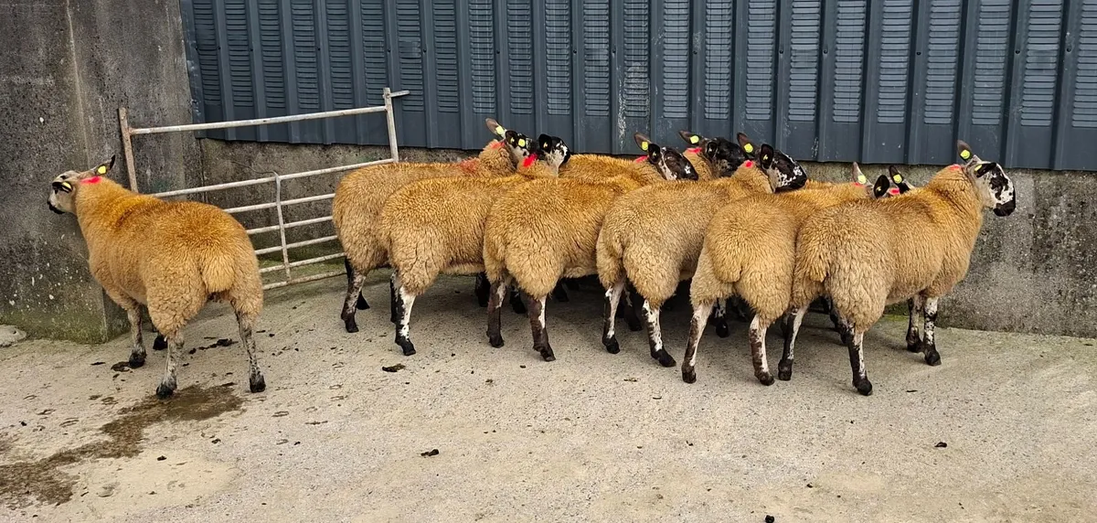 9 Breeding Ewe Lambs - Image 3