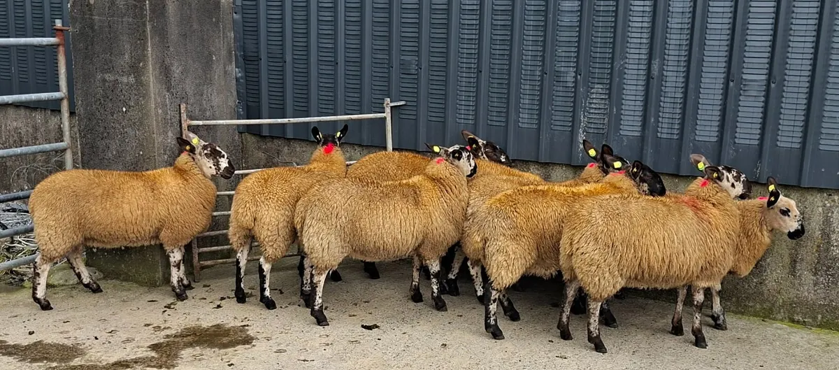 9 Breeding Ewe Lambs - Image 4