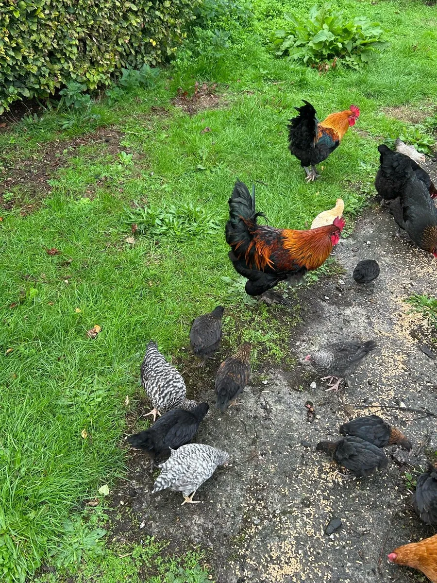 French Copper Marans - Image 1