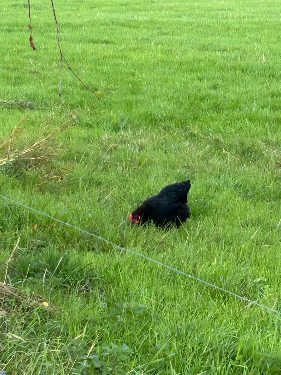 French Copper Marans - Image 2
