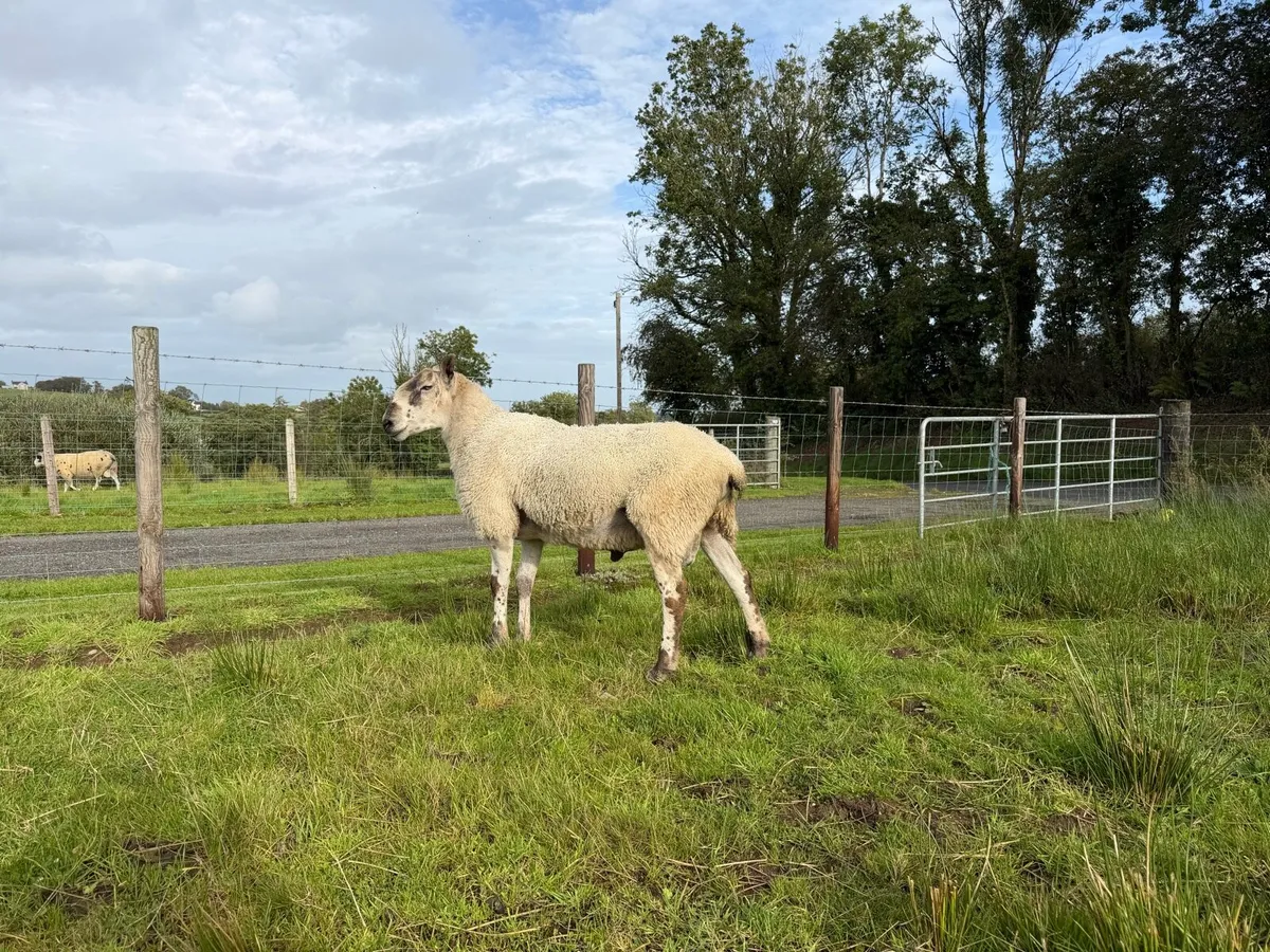 Blue Faced leister Ram - Image 3