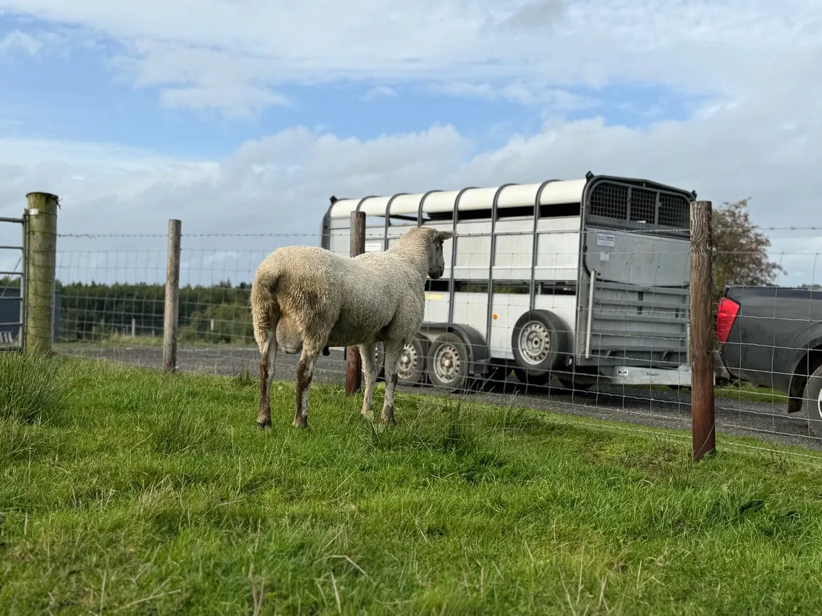 Blue Faced leister Ram - Image 4